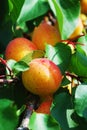 Apricot branch closeup