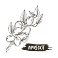 Apricot Branch with Drupe Fruit Hanging Similar to a Small Peach with Leaf Vector Illustration