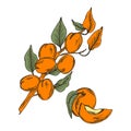 Apricot Branch with Drupe Fruit Hanging Similar to a Small Peach with Leaf Vector Illustration