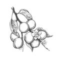 Apricot branch engraving