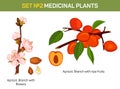 Apricot branch with flowers and ripe fruits cross-section.