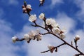 The apricot branch with flowers