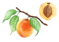 Apricot branch painted with watercolor