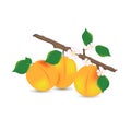 Apricot branch with ripe fruits, green leaves and flowers on a white background. Bright composition. Design element for Royalty Free Stock Photo