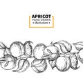 Apricot branch seamless vintage border. Hand drawn isolated fruit. Summer food illustration.