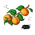 Apricot branch vector drawing. Hand drawn isolated fruit. Summer food illustration