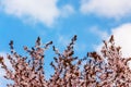 Apricot branches with flowers on blue sky background with white clouds, copy space_ Royalty Free Stock Photo