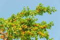 Apricot branches with ripe fruits in orchard