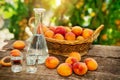 Apricot brandy,apricots and basket with apricots