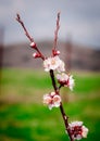 Apricot brunch with flowers Royalty Free Stock Photo