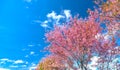 Apricot cherry tree blossom on a sunny morning Royalty Free Stock Photo