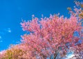 Apricot cherry tree blossom on a sunny morning Royalty Free Stock Photo