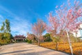 Apricot cherry tree blossom on a sunny morning