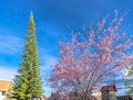 Apricot cherry tree blossom on a sunny morning Royalty Free Stock Photo