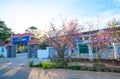 Apricot cherry tree blossom on a sunny morning Royalty Free Stock Photo