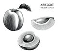 Apricot collection hand draw vintage clip art isolated on white