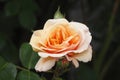 Apricot colored Rose Royalty Free Stock Photo