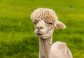 An apricot coloured Alpaca, recently sheared but still with tufty head in Charnwood Forest, UK on a spring day