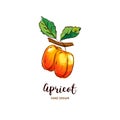 Apricot drawing Vector hand drawn apricots, Watercolor colorful apricots. Vector icons Royalty Free Stock Photo