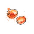 Apricot, drawing by watercolor and ink with paint splashes on wh