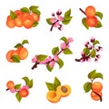 Apricot Drupe Fruit Hanging on Leafy Tree Branch and Halved Vector Set