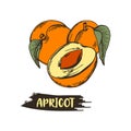 Apricot Drupe Fruit Similar to a Small Peach with Leaf and Halved Piece Showing Sweet Firm Flesh Vector Illustration