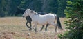 Apricot Dun White Buckskin stallion and Black stallion wild horses running in the Pryor Mountains Wild Horse Range in Montana USA Royalty Free Stock Photo