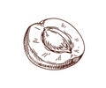 Apricot, engraved outlined drawing. Etched fruit half, cut piece, seed, kernel, pit core. Food in retro vintage