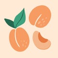 Apricot. Exotic tropical peaches or apricots fresh fruit, whole and half juicy peach. Vector cartoon minimalistic style isolated Royalty Free Stock Photo