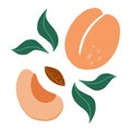 Apricot. Exotic tropical peaches or apricots fresh fruit. Whole and half juicy peach. Vector cartoon minimalistic style isolated Royalty Free Stock Photo