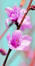 Apricot flower Royalty Free Stock Photo