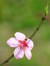 Apricot flower Royalty Free Stock Photo