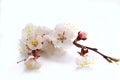 Apricot flower Royalty Free Stock Photo