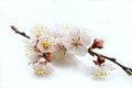 Apricot flower Royalty Free Stock Photo