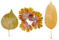 Apricot , flower and apple leaves