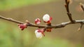 Apricot flower blossom fruit tree growing bloom bud white red branch orchards garden spring trees Prunus armeniaca Royalty Free Stock Photo