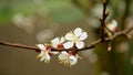 Apricot flower blossom fruit tree growing bloom bud white red branch orchards garden spring trees Prunus armeniaca Royalty Free Stock Photo