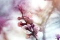 Apricot flower bud on a tree branch branch with tree buds Royalty Free Stock Photo