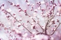 Apricot flower bud on a tree branch branch with tree buds Royalty Free Stock Photo