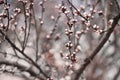 Apricot flower bud on a tree branch branch with tree buds Royalty Free Stock Photo