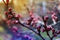 Apricot flower bud on a tree branch, branch with tree buds.