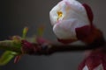 Apricot flower bud on a tree branch, branch with tree buds. Macro photo. Beauty of nature. Royalty Free Stock Photo