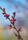 Apricot flower bud on a tree branch, branch with tree buds. Tree Bud - spring