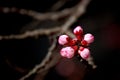 Apricot flower buds Royalty Free Stock Photo