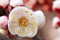 Apricot flower Royalty Free Stock Photo