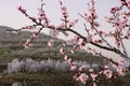 Apricot flower