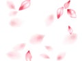 Pink sakura flower flying petals isolated on white vector background.