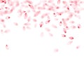 Pink sakura flower flying petals isolated on white vector backgr