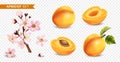 Apricot Flower Fruits Set