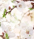 Apricot flowers Royalty Free Stock Photo